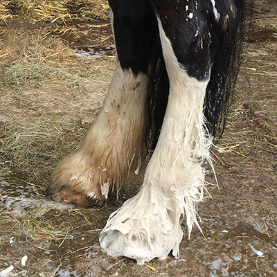 2 Lather The Feathers In Washing Up Liquid