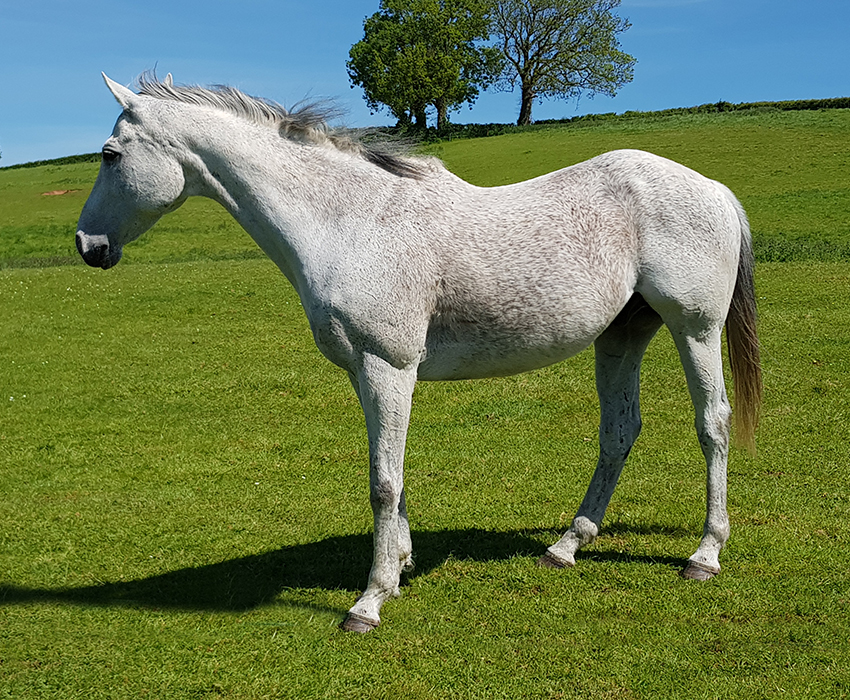 Fisberry Side Profile