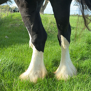 White Feathers