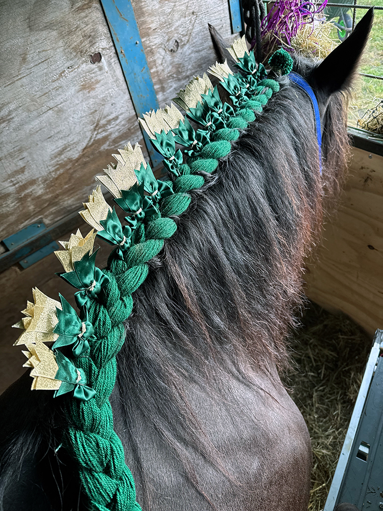 Acclimatising your horse to plaiting and show preparation when they are young.