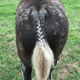 Practice Plaits 4