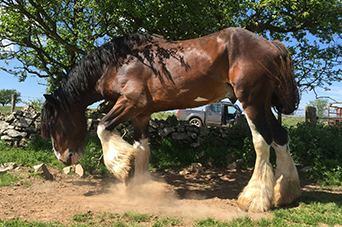 Stallion At Stud