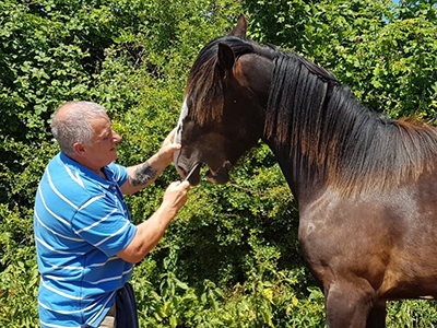 Andy Cross Equine Dentist