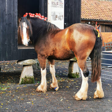 Funeral Heavy Horses 2