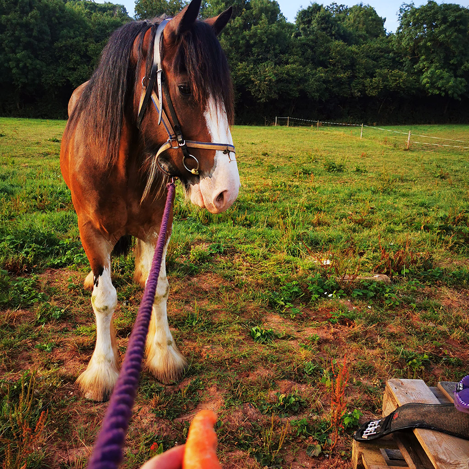 Introducing the numnah and saddle to Shadow's tacking up process.